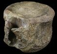 Edmontosaurus (Hadrosaur) Vertebrae - Montana #57984-1